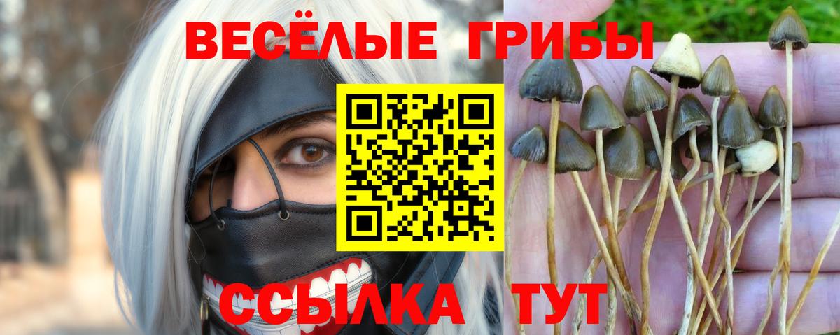 Псилоцибиновые грибы Psilocybe  Вход с VPN  Отрадный  Псилоцибиновые грибы Magic Shrooms 